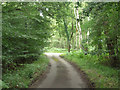 Lane towards Littleworth Road