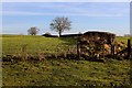 Public Footpath heading East towards Langthorne