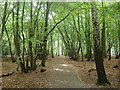 Path, Birchanger Wood