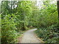 Path in Birchanger Wood