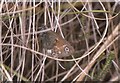 Large heath butterfly (Coenonympha tullia)