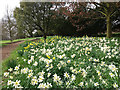 SE5158 : Beningbrough Hall, daffodils and jonquils by Stephen Craven