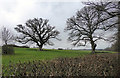 Farmland, soon to be developed