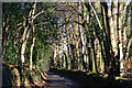 Greenwood Lane beside Church Copse