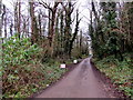 Road from Lisvane Road into South Rise Woodland, Cardiff