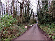 ST1882 : Road from Lisvane Road into South Rise Woodland, Cardiff by Jaggery