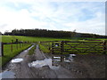 Track from Upper Goosehill Farm to Goosehill woods