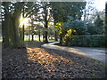 December afternoon sunlight in East Park, Wolverhampton (1)