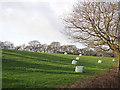 Silage bales in a field