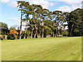 Pine trees, Goffs Park, Crawley