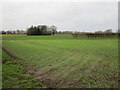 Autumn sown crops off Howden Lane near Naburn