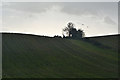 East Devon : Grassy Field