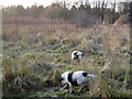 Not a trace of life in the cover of Ipsley Alders Marsh