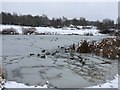 Icy pond in Campbell Park