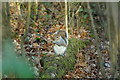 Grey Squirrel (Sciurus vulgaris), Horton Country Park