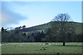 Sheep at Corbet Tower