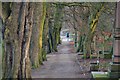 SK3485 : An Avenue of Trees in City Cemetery, Sheffield by Andrew Tryon