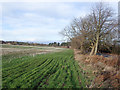 Field edge with emerging crop