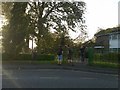 Storm-damaged trees