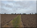 Footpath across Bishop Karney Green