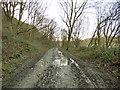 Muddy track in Post Hill woods