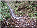 NZ2379 : Footpath or stream, Plessey Woods by Les Hull