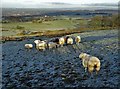 Sheep on the slopes of Winter Hill in winter