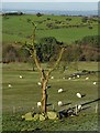SD6721 : Tree at Higher Wenshead by Neil Theasby