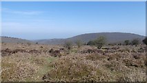 ST1538 : Quantock Hills: View towards Dowsborough by Richard Webb