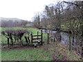 Llwybr ger Dolaugwynion / Path near Dolaugwynion