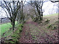 Llwybr Nant-y-gollen / Nant-y-gollen Path