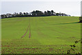 Emerging crop near Brockhurst Farm