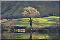SH7109 : Tree by Talyllyn Lake by Nigel Brown