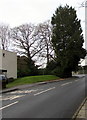 Evergreen and deciduous trees, Lisvane, Cardiff