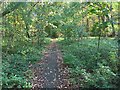 Path through the Triangle Plantation