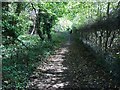 Path towards Hitchcopse Farm