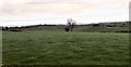 Drumlins between the A22 and the shores of Strangford Lough