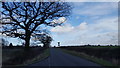 A tree on Wood Lane