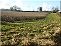 Fruit field