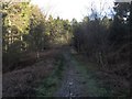 Footpath in Puddletown Forest