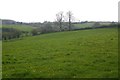 Pasture above Beaminster