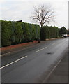 Deciduous tree between evergreen hedges, Llwyn y Pia Road, Lisvane, Cardiff