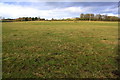 Horses in field between Bletchingdon and Kirtlington