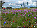 Flowers next to West View Road in Hartlepool