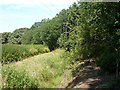 Bridleway along edge of Galleywood Common