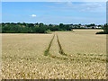 Wheat field north of A12