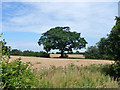 Hedgerow oak