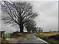 Lane running north east from Winsham