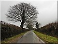 A lane in winter