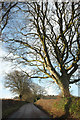 Beech trees, Holcombe Down Road